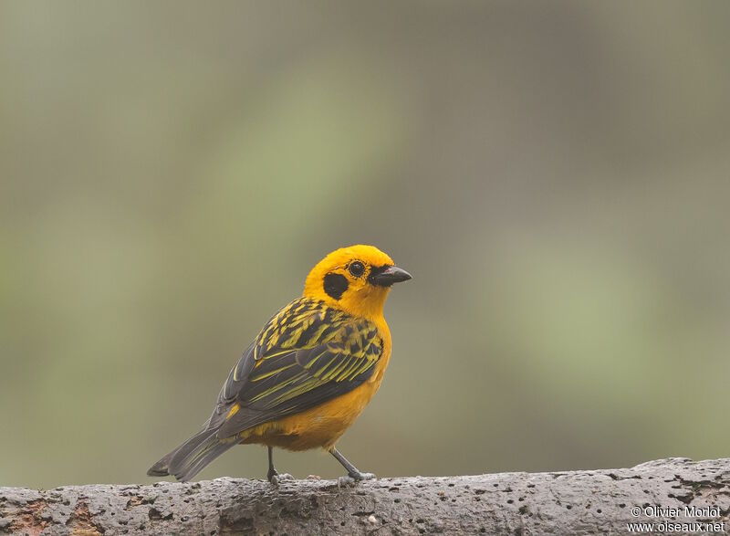 Golden Tanager