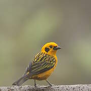 Golden Tanager