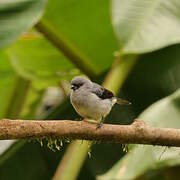 Plain-colored Tanager