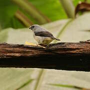 Plain-colored Tanager