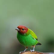 Bay-headed Tanager