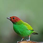 Bay-headed Tanager