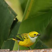 Silver-throated Tanager