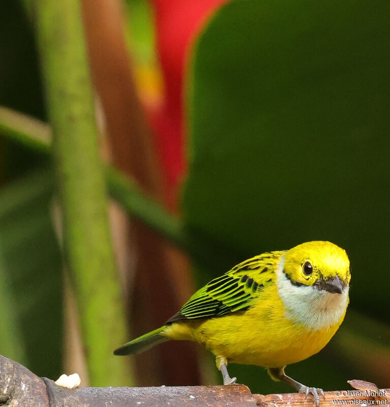 Silver-throated Tanager