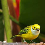 Silver-throated Tanager