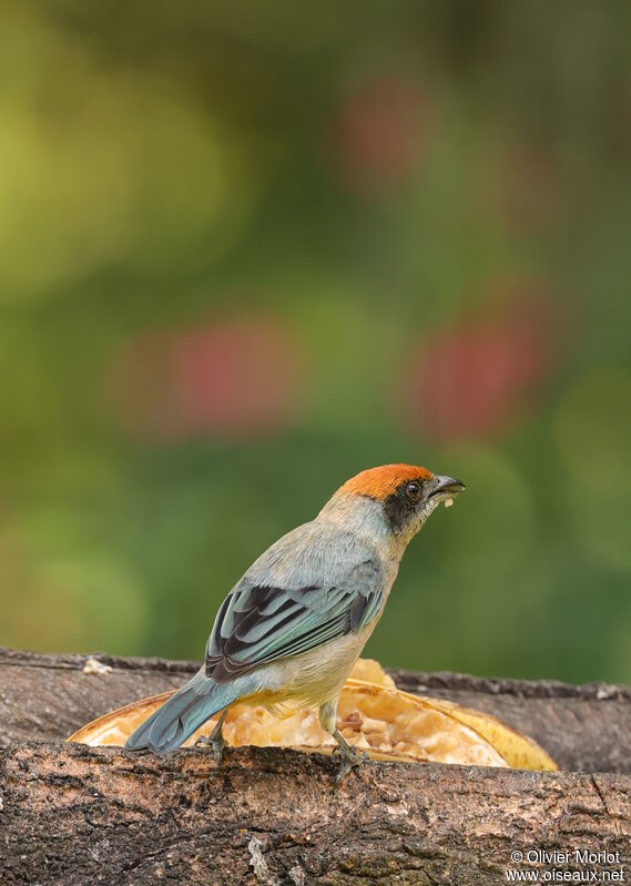 Scrub Tanager