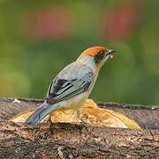 Scrub Tanager