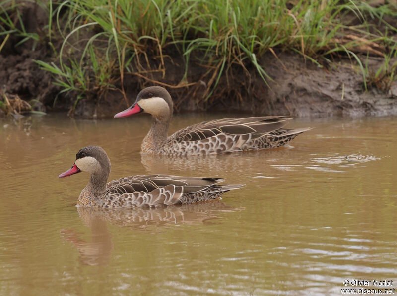 Canard à bec rouge