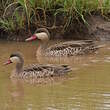 Canard à bec rouge