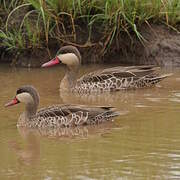 Canard à bec rouge