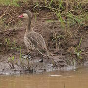 Red-billed Teal