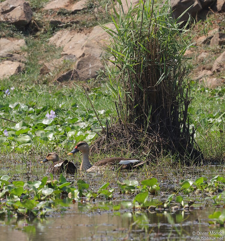 Indian Spot-billed Duck male