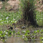 Canard à bec tacheté