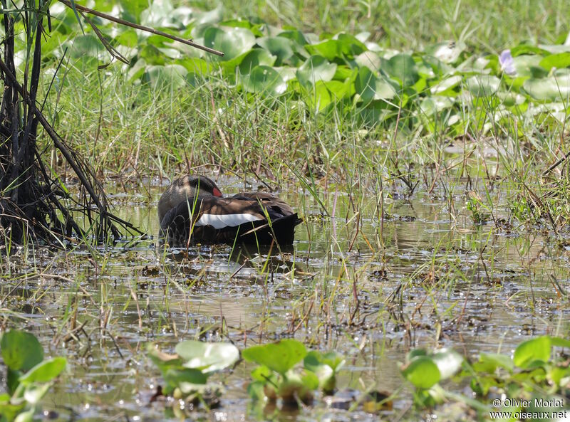 Canard à bec tacheté femelle