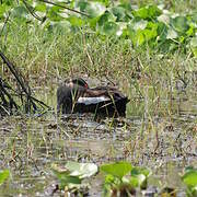 Canard à bec tacheté