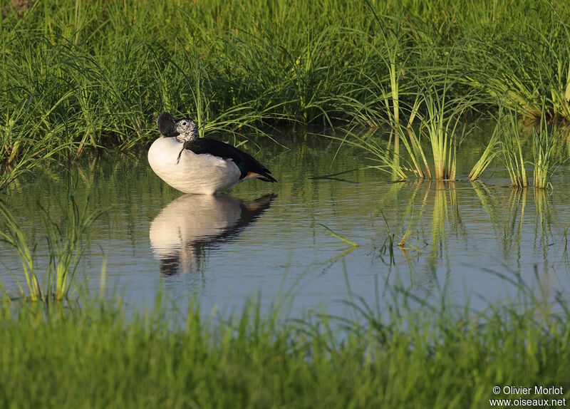 Knob-billed Duck