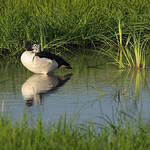 Canard à bosse