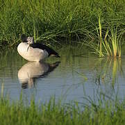 Knob-billed Duck