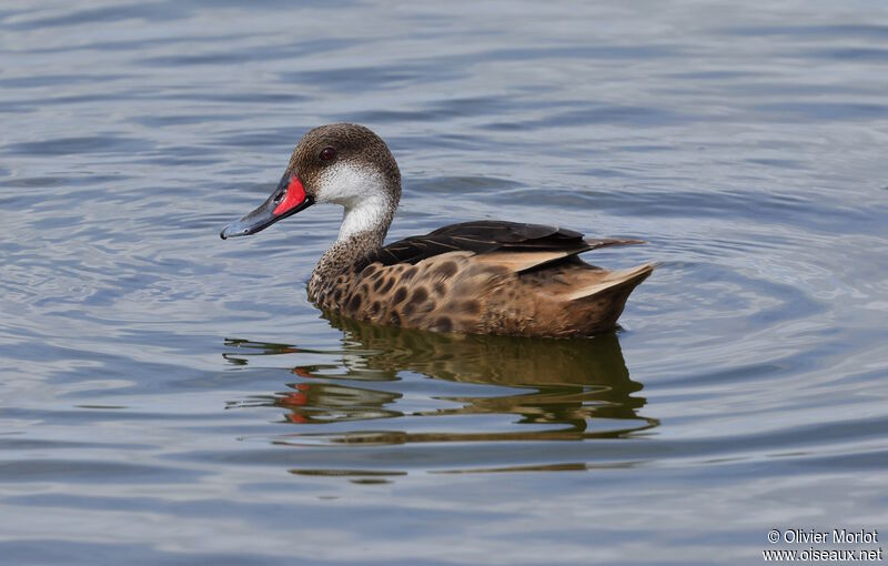 White-cheeked Pintail