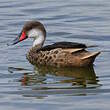 Canard des Bahamas