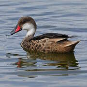 White-cheeked Pintail