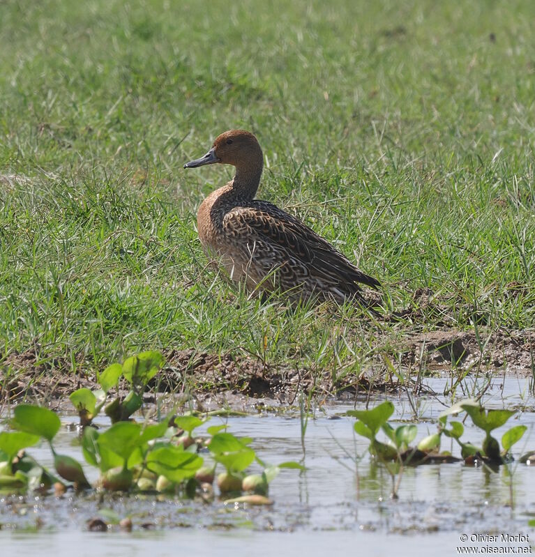 Canard pilet femelle