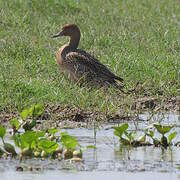 Canard pilet