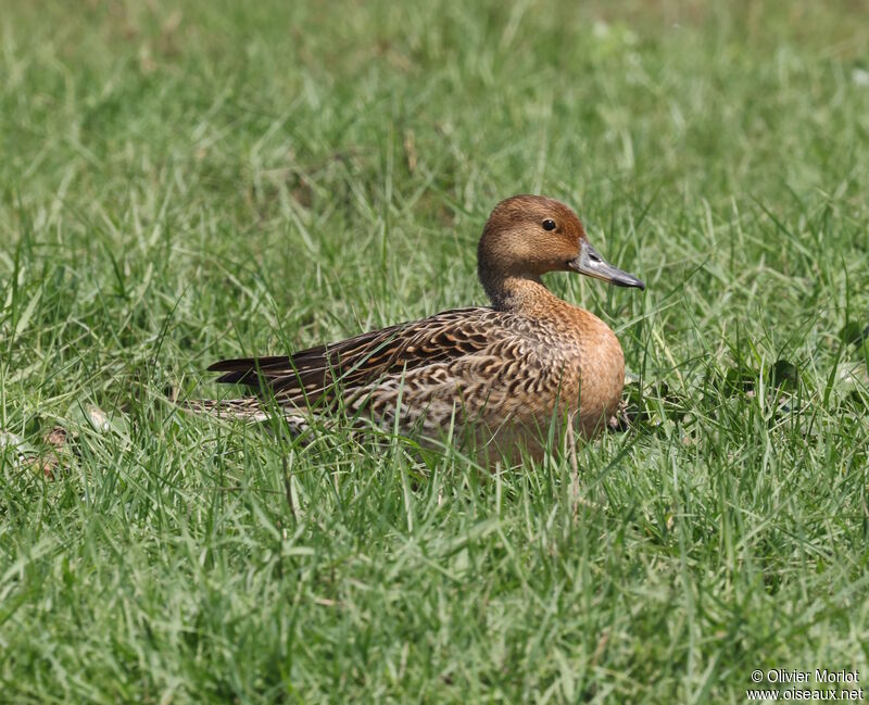 Canard pilet