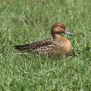 Canard pilet