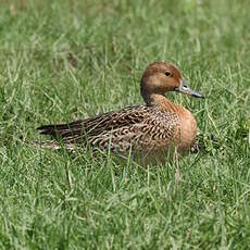 Canard pilet