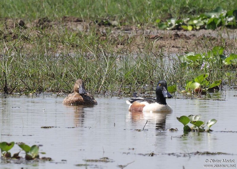 Canard souchet femelle