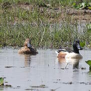 Northern Shoveler