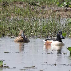 Canard souchet