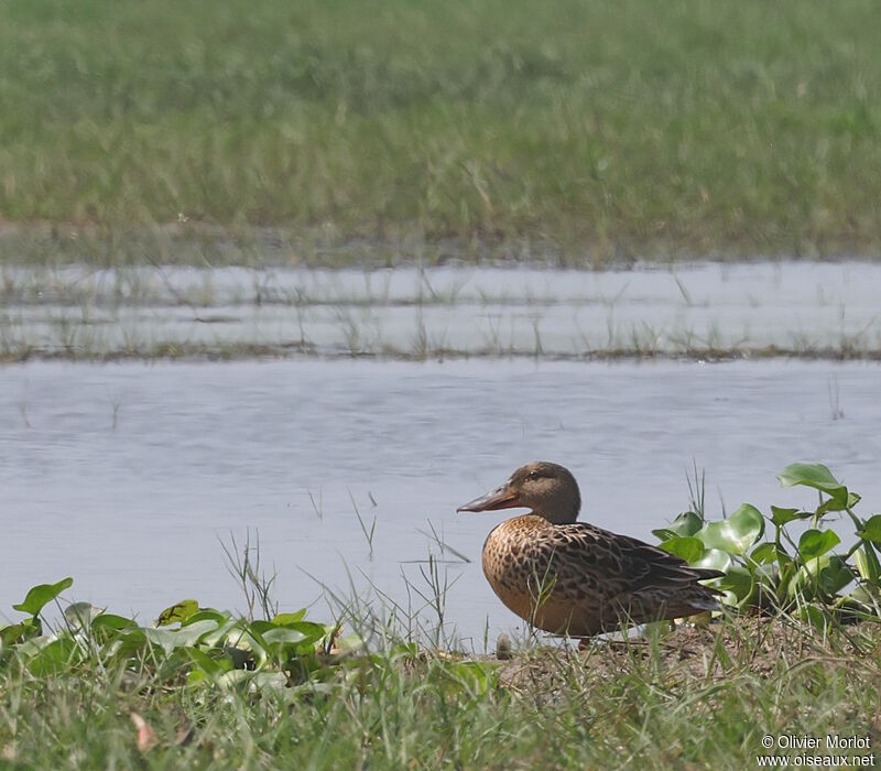 Canard souchet femelle