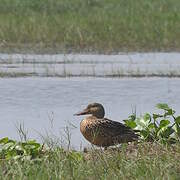 Northern Shoveler