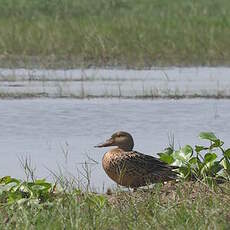 Canard souchet