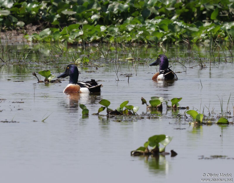 Canard souchet mâle