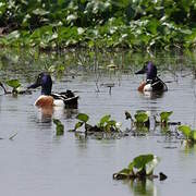 Northern Shoveler