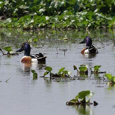 Canard souchet