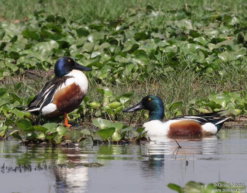 Canard souchet mâle