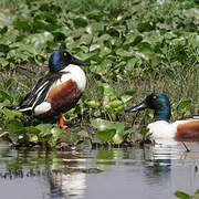 Northern Shoveler