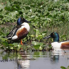 Canard souchet