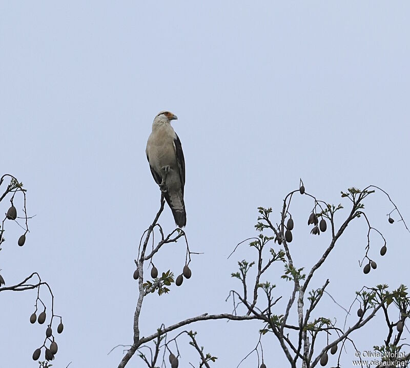 Yellow-headed Caracara