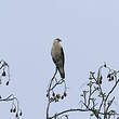 Caracara à tête jaune