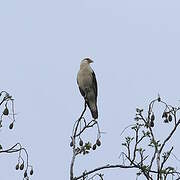 Yellow-headed Caracara