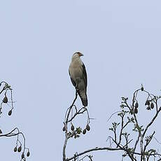 Caracara à tête jaune