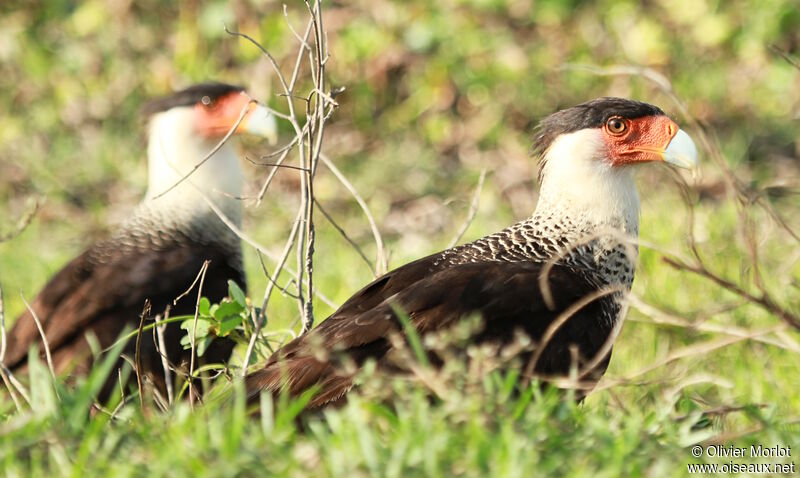 Caracara huppé