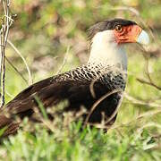 Caracara huppé