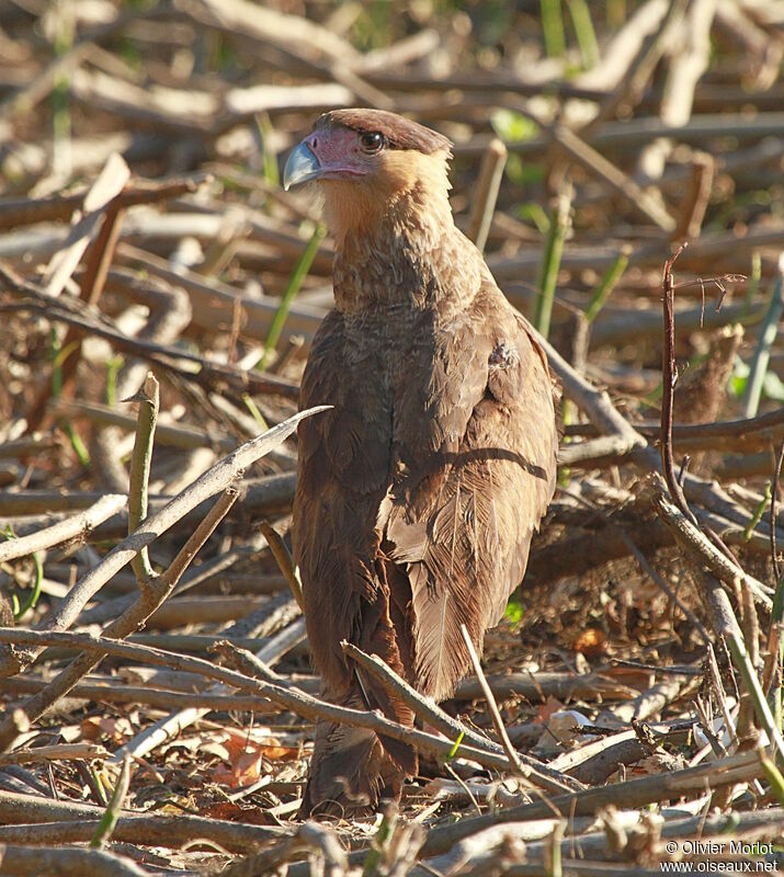 Caracara huppéjuvénile