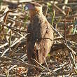 Caracara huppé